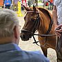 Pony Peach vom Reit- und Fahrverein Albersloh