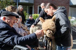 Alpaka "Aurin" hielt brav still, während die Bewohnerinnen und Bewohner des St. Josef-Hauses die Tiere streichelten. Alpaka "Aurin" hielt brav still, während die Bewohnerinnen und Bewohner des St. Josef-Hauses die Tiere streichelten.
